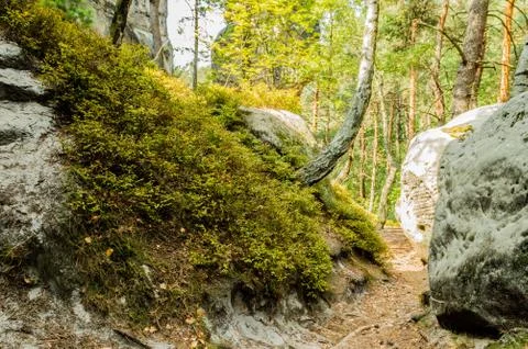 Forest path between the rocks Stock Photos