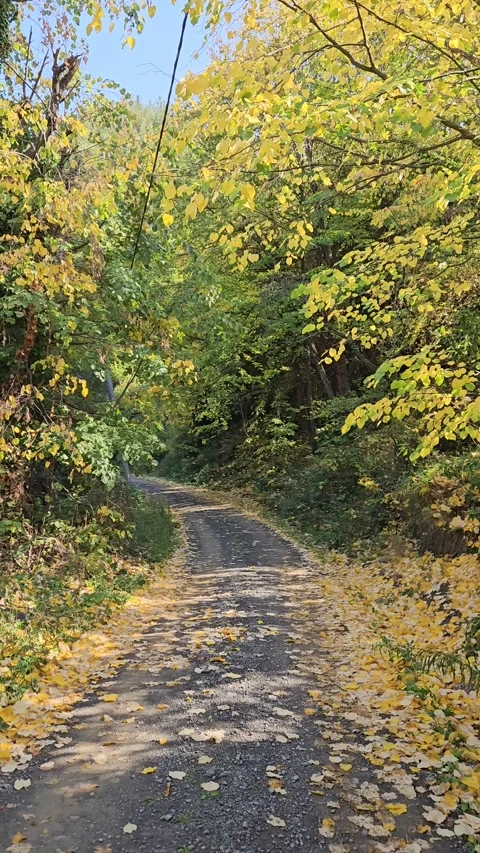 A forest path between trees and fallen leaves Stock Footage 293902095