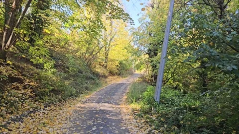 A forest path between trees and fallen leaves Stock Footage 293902564