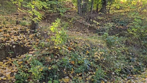 A forest path between trees and fallen leaves Stock Footage 293902651