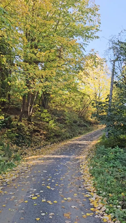A forest path between trees and fallen leaves Stock Footage 293902775
