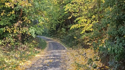 A forest path between trees and fallen leaves Stock Footage 293903224