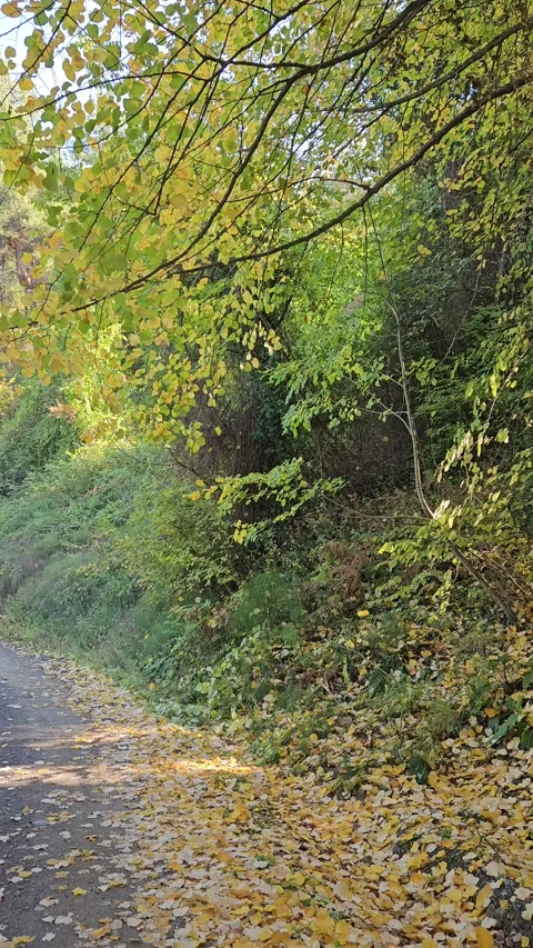 A forest path between trees and fallen leaves Stock Footage 293903352