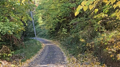 A forest path between trees and fallen leaves Stock Footage 293903684