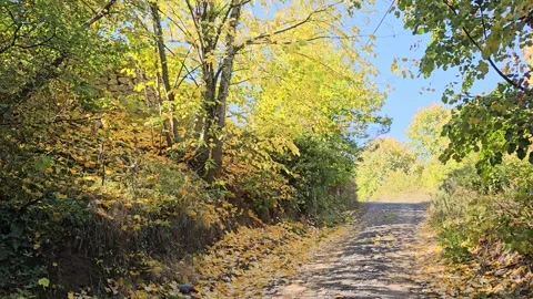 A forest path between trees and fallen leaves Stock Footage 293903880
