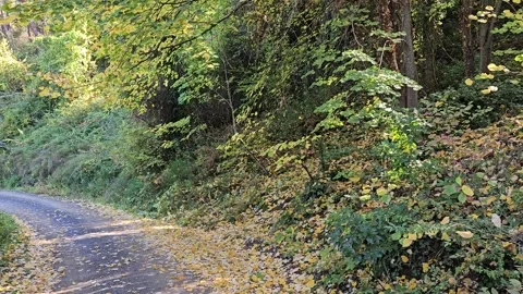A forest path between trees and fallen leaves Stock Footage 293904232