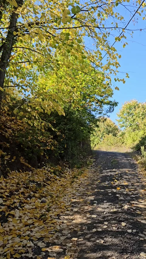 A forest path between trees and fallen leaves Stock Footage 293904876
