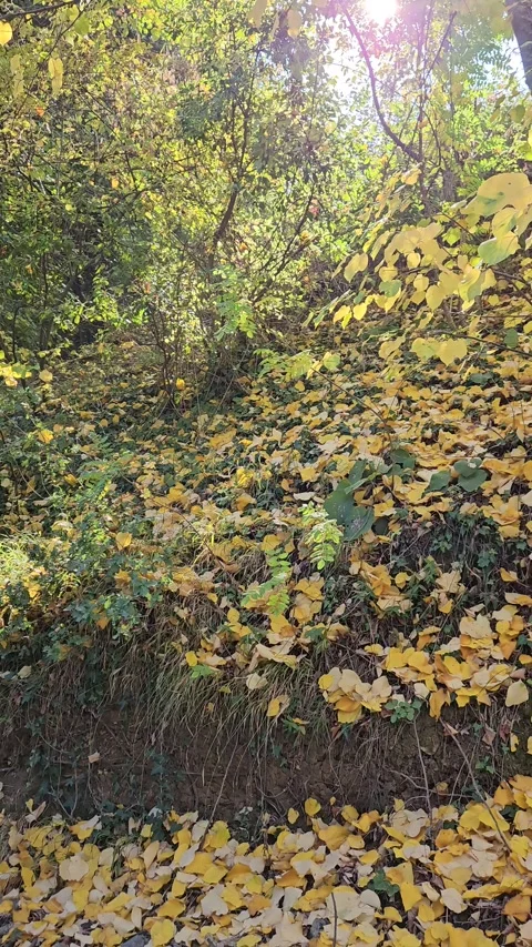 A forest path between trees and fallen leaves Stock Footage 293905044