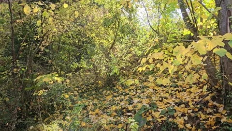 A forest path between trees and fallen leaves Stock Footage 293905082