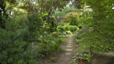 Forest path between the trees   Stock Footage 111016881