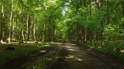 Forest path between trees. Stock Footage 111337909