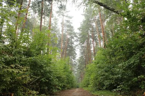 A forest path between the trees for pedestrians. Walks in the forest Stock Photos