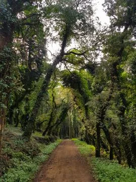 Forest path with big magical trees Stock Photos