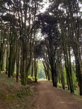 Forest path with big trees Stock Photos