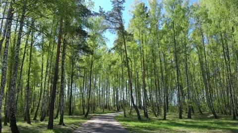 Forest path in a birch grove on a sunny May day in the city park Stock Footage 201338322