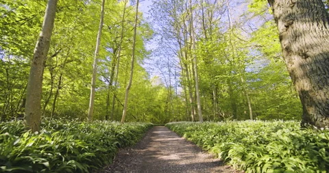 Forest Path with Blue Sky in Background and Forest Trees' Shadows on Ground Stock Footage 134072469