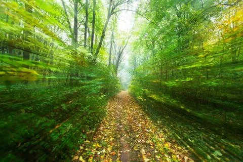 Forest path blurs Stock Photos