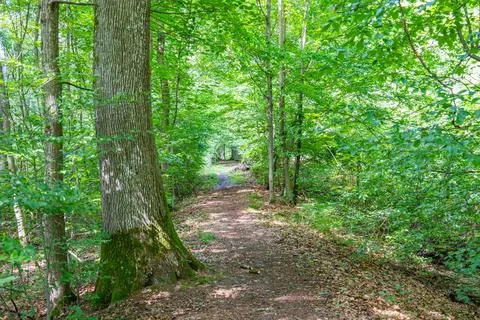 Forest path bordered by large tree trunks and green foliage Stock Photos