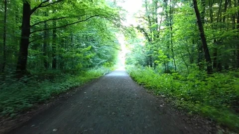 Forest Path to Bright Clearing Stock-Footage 314669491