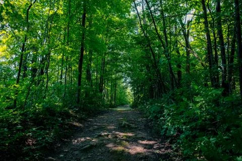 Forest path in Bruce Trail Stock Photos