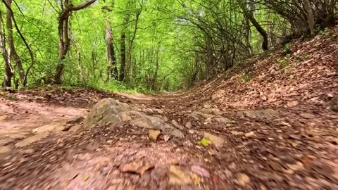 Forest path camera close to the ground Stock Footage 310460334