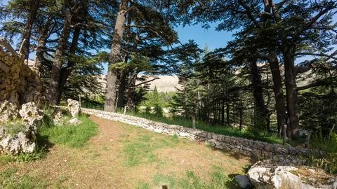 Forest Path with Cedar Trees and Stone Walls Stock Photos