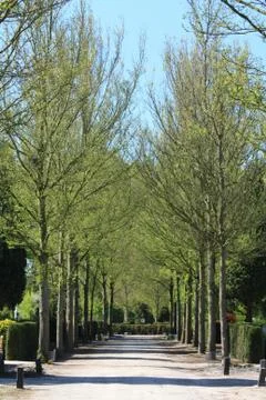 Forest path on a cemetery Stock Photos