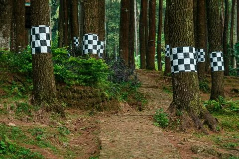 Forest Path with Checkered Cloth-Wrapped Trees Фото