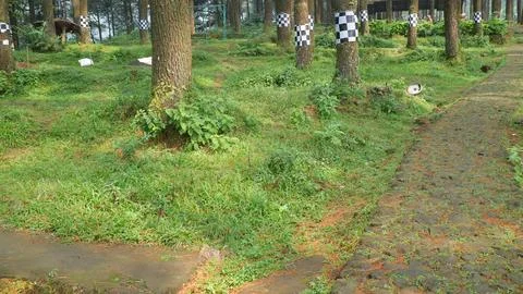 Forest Path with Checkered Flags Stock Photos