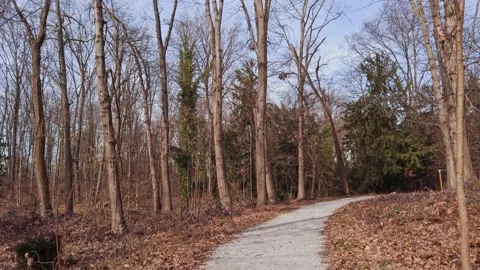 Forest Path Cinematic View at Autumn Stock Footage 143656541