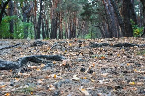 Forest path close-up with cones and roots. Low point of view in nature land.. Stock Photos