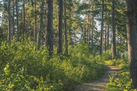 Forest path. Close-up. high quality photo. Finnish nature Foto stock