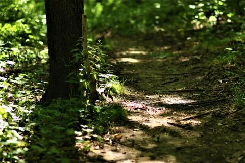 Forest path close shot Stock Photos