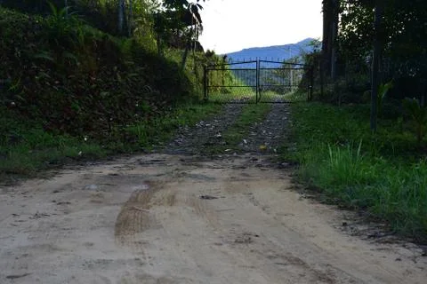 Forest Path with closed gate at the end 写真素材