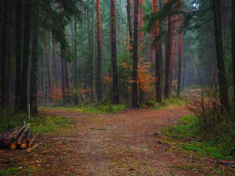 Forest path in a colored autumn forest Foto stock