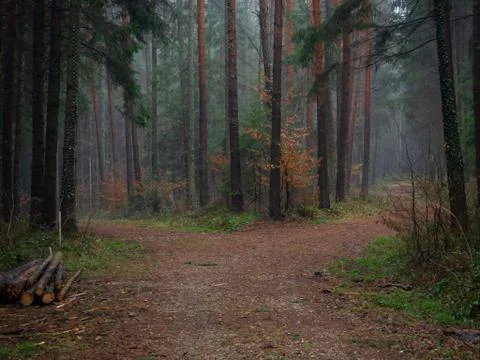 Forest path in a colored autumn forest Stock Photos