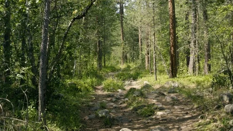 Forest path in the coniferous forest. forest green with grass and moss. 4k Stock Footage 120722849