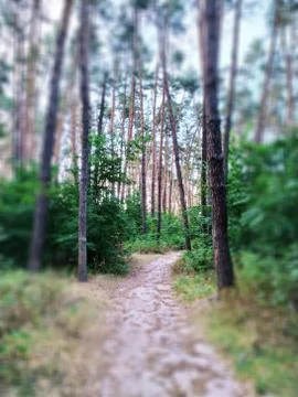 Forest path, conifers trees, calm ambience Stock Photos