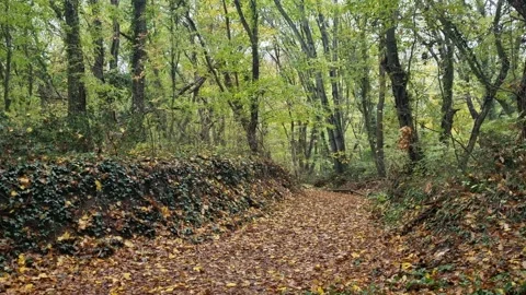 Forest path covered with autumn leaves surrounded by tall green trees Stock Footage 321551762