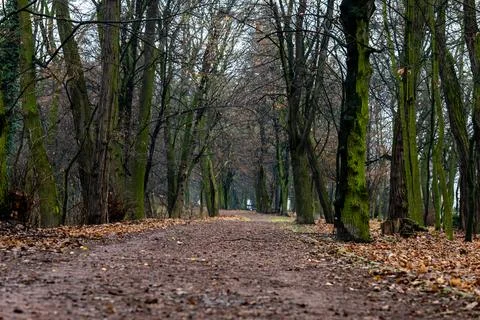 Forest path covered with dry leaves leading between tall trees with green moss Фото