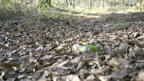 Up a forest path covered with fallen leaves on a sunny day in fall Stock Footage 146466010