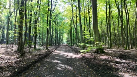 A forest path covered with fallen leaves is surrounded by tall trees. Stock Footage 288833519