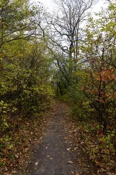 Forest path covered with fallen leaves during autumn 库存照片