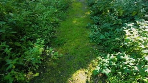 A forest path covered with grass and surrounded by thickets of nettles. 動画素材 318608286