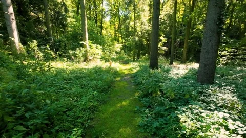A forest path covered with grass in the forest.  Stock Footage 318608377