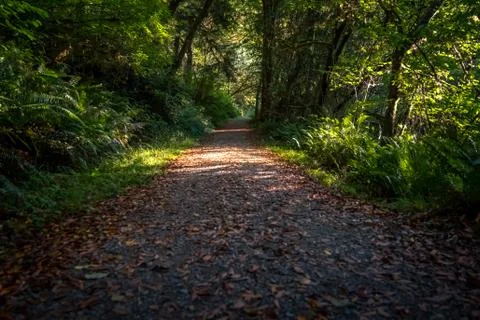 Forest path covered with leaves. Stock Photos