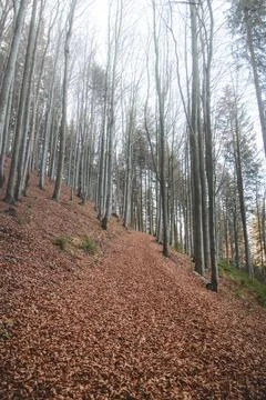 Forest path covered with red-brown leaves and morning mist covering bare grey Stock Photos