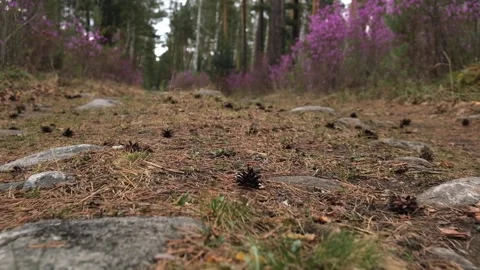 Forest path covered with rocks, needles, leaves and cones. closeup. slow motion. Stock Footage 229712974