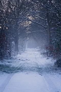 Forest path covered with snow on cold, foggy winter morning in the Netherlands Foto stock