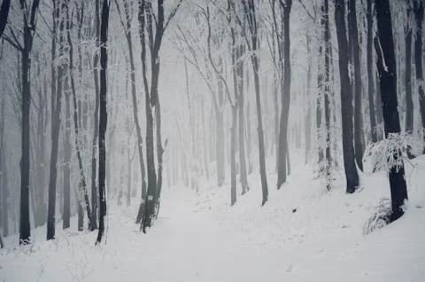 Forest path covered in snow in winter fantasy landscape Stock Photos